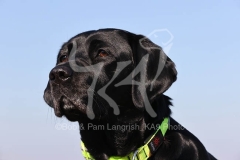 Retriever - Black Labrador