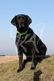 Retriever - Black Labrador