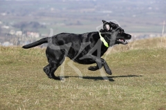 Retriever - Black Labrador