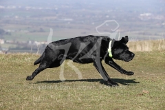 Retriever - Black Labrador