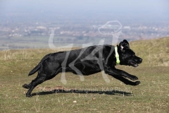 Retriever - Black Labrador