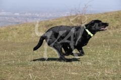 Retriever - Black Labrador