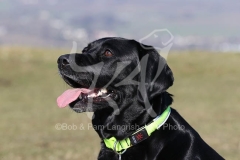 Retriever - Black Labrador
