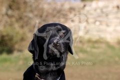Retriever - Black Labrador