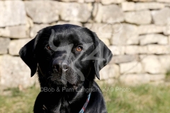 Retriever - Black Labrador