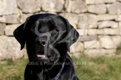 Retriever - Black Labrador