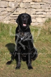 Retriever - Black Labrador
