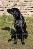 Retriever - Black Labrador