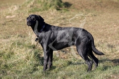 Retriever - Black Labrador