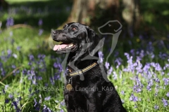 Retriever - Black Labrador