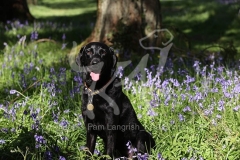 Retriever - Black Labrador