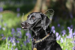 Retriever - Black Labrador