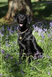Retriever - Black Labrador