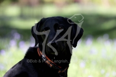 Retriever - Black Labrador