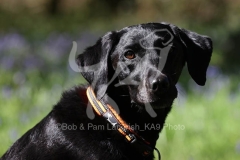Retriever - Black Labrador