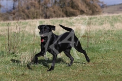 Retriever - Black Labrador