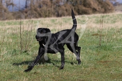 Retriever - Black Labrador