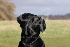 Retriever - Black Labrador