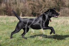 Retriever - Black Labrador