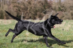 Retriever - Black Labrador