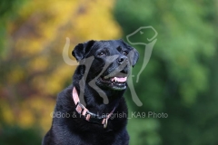 Retriever - Black Labrador