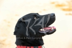 Retriever - Black Labrador