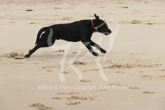 Retriever - Black Labrador