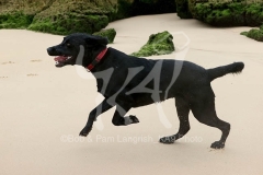 Retriever - Black Labrador