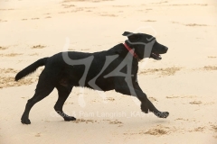 Retriever - Black Labrador