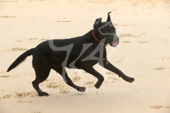 Retriever - Black Labrador