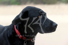 Retriever - Black Labrador