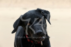 Retriever - Black Labrador