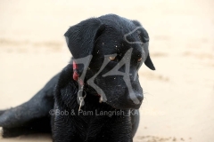 Retriever - Black Labrador