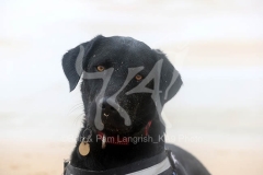 Retriever - Black Labrador