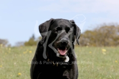 Retriever - Black Labrador
