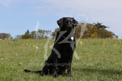 Retriever - Black Labrador
