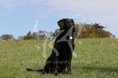 Retriever - Black Labrador