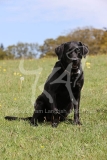 Retriever - Black Labrador