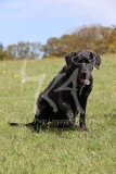Retriever - Black Labrador