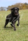 Retriever - Black Labrador