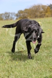 Retriever - Black Labrador