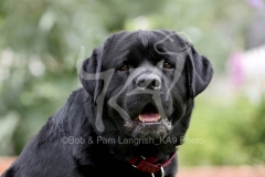 Retriever - Black Labrador