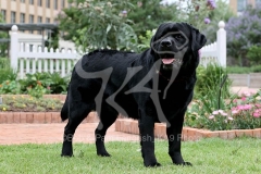 Retriever - Black Labrador