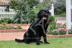 Retriever - Black Labrador