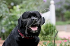 Retriever - Black Labrador