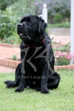 Retriever - Black Labrador