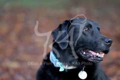 Retriever - Black Labrador
