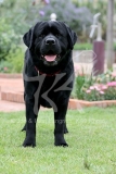 Retriever - Black Labrador