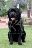 Retriever - Black Labrador