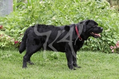 Retriever - Black Labrador